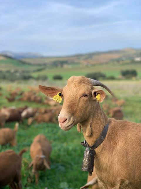 CABRAS