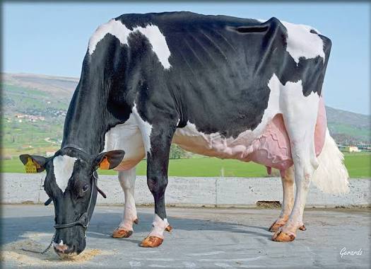 VACAS